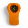 COURGE BUTTERNUT KG PP