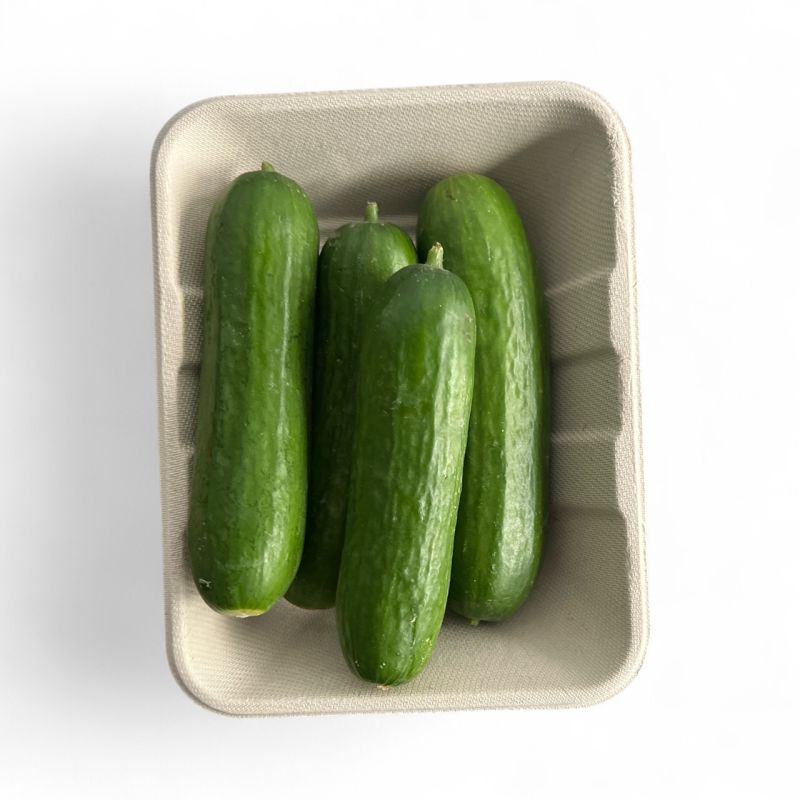 CONCOMBRE MINI BARQ PP