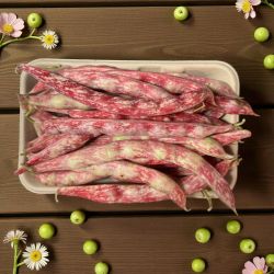 HARICOTS COCO ROUGE 500GR IT PP