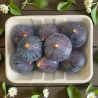 FIGUES NOIRE BARQ KG FRANCE PP
