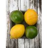 CITRON MIXTE BARQ X 4 BARQ JAUNE ET VERT